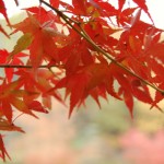 Fiery Maple Leaves by Paul Davidson